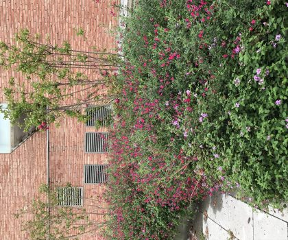 PROJECTE PLAÇA DE JOAN FONT I CAN BOTER. PREMIÀ DE MAR