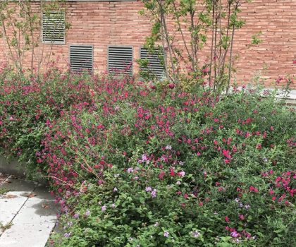 PROJECTE PLAÇA DE JOAN FONT I CAN BOTER. PREMIÀ DE MAR